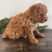 Noel, a female Poodle - Toy  for sale in Sugarcreek, OH – Photo 3 of 3