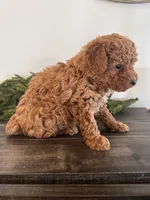 Noel, a female Poodle - Toy  for sale in Sugarcreek, OH – Photo 3 of 3