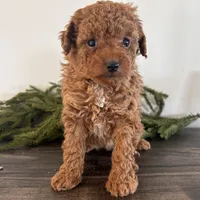 Noel, a female Poodle - Toy  for sale in Sugarcreek, OH – Photo 1 of 3