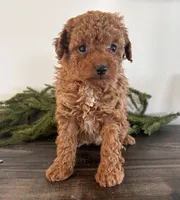 Noel, a female Poodle - Toy  for sale in Sugarcreek, OH – Photo 1 of 3