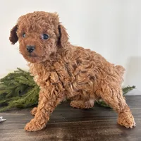 Noel, a female Poodle - Toy  for sale in Sugarcreek, OH – Photo 2 of 3