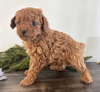 Noel, a female Poodle - Toy  for sale in Sugarcreek, OH – Photo 2 of 3