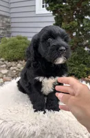 Ace, a male Portuguese Water Dog for sale in Sugarcreek, OH – Photo 3 of 3