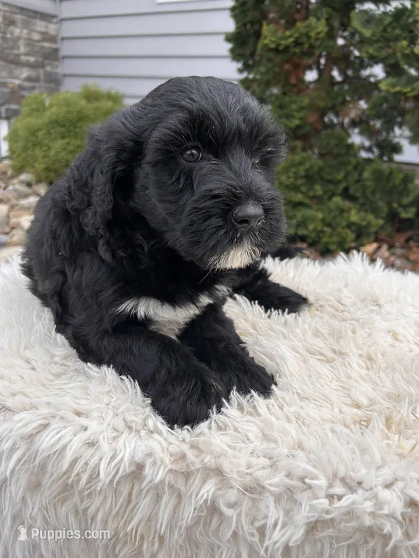 Ace – Portuguese Water Dog puppy for sale in Sugarcreek, OH