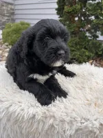 Ace, a male Portuguese Water Dog for sale in Sugarcreek, OH – Photo 1 of 3