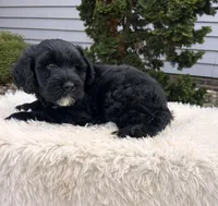 Ace, a male Portuguese Water Dog for sale in Sugarcreek, OH – Photo 2 of 3