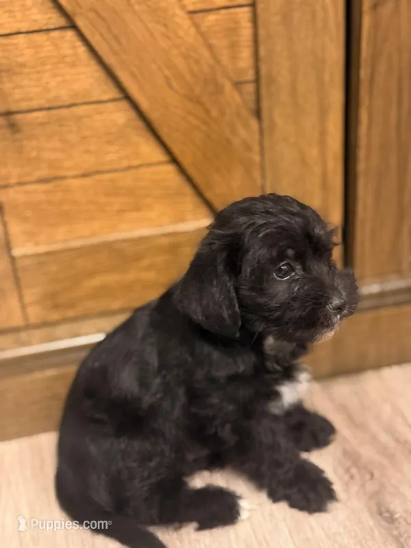 Rocky – Maltese puppy for sale in Buford, GA