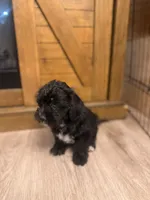 Rocky, a male Maltese for sale in Buford, GA – Photo 2 of 6