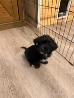 Rocky, a male Maltese for sale in Buford, GA – Photo 6 of 6