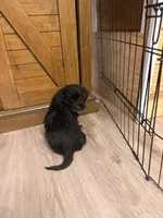 Rocky, a male Maltese for sale in Buford, GA – Photo 5 of 6