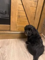 Rocky, a male Maltese for sale in Buford, GA – Photo 4 of 6