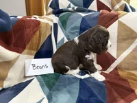 Beans , a male English Springer Spaniel for sale in Wasilla, AK – 5 of 8