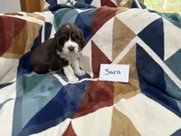 Sara, a female English Springer Spaniel for sale in Wasilla, AK – 7 of 9