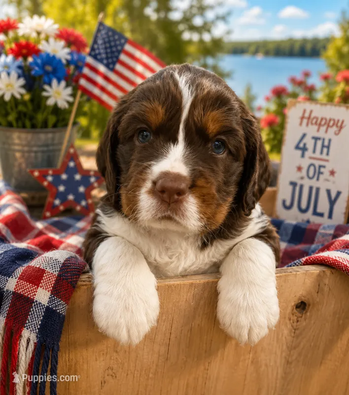Caramel – English Springer Spaniel puppy for sale in Wasilla, AK