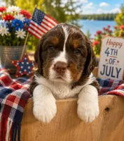 Caramel, a female English Springer Spaniel for sale in Wasilla, AK – 1 of 9