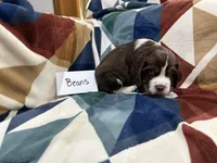 Beans , a male English Springer Spaniel for sale in Wasilla, AK – 3 of 8