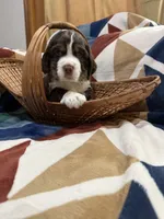 Beans , a male English Springer Spaniel for sale in Wasilla, AK – 7 of 8