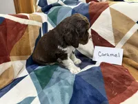 Caramel, a female English Springer Spaniel for sale in Wasilla, AK – 8 of 9
