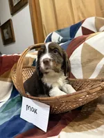 Max , a male English Springer Spaniel for sale in Wasilla, AK – 6 of 8