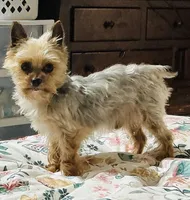 Punkin, a female Yorkshire Terrier for sale in Wasilla, AK – Photo 4 of 4