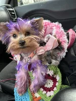 Punkin, a female Yorkshire Terrier for sale in Wasilla, AK – Photo 2 of 4