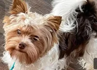 Cherry, a female Yorkshire Terrier for sale in Wasilla, AK – Photo 7 of 10