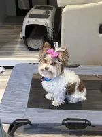 Cherry, a female Yorkshire Terrier for sale in Wasilla, AK – Photo 6 of 10