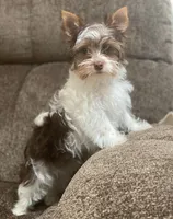 Cherry, a female Yorkshire Terrier for sale in Wasilla, AK – Photo 9 of 10