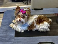 Cherry, a female Yorkshire Terrier for sale in Wasilla, AK – Photo 4 of 10