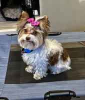 Cherry, a female Yorkshire Terrier for sale in Wasilla, AK – Photo 3 of 10