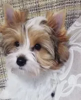 Cherry, a female Yorkshire Terrier for sale in Wasilla, AK – Photo 8 of 10