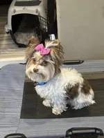 Cherry, a female Yorkshire Terrier for sale in Wasilla, AK – Photo 5 of 10