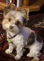 Cherry, a female Yorkshire Terrier for sale in Wasilla, AK – Photo 1 of 10