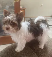 Cherry, a female Yorkshire Terrier for sale in Wasilla, AK – Photo 2 of 10