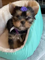 Sweetie, a female Yorkshire Terrier for sale in Wasilla, AK – Photo 4 of 5