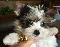 Sweetie, a female Yorkshire Terrier for sale in Wasilla, AK – Photo 2 of 5