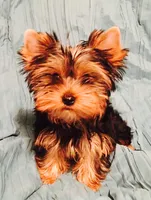 Sweetie, a female Yorkshire Terrier for sale in Wasilla, AK – Photo 3 of 5
