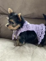 Sweetie, a female Yorkshire Terrier for sale in Wasilla, AK – Photo 5 of 5