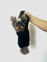 Sweetie, a female Yorkshire Terrier for sale in Wasilla, AK – Photo 1 of 5