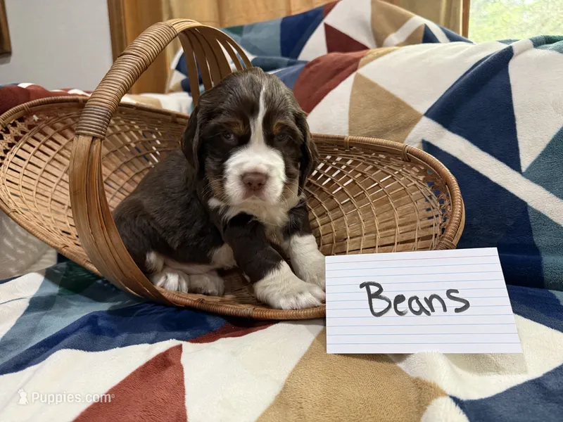 Beans  – English Springer Spaniel puppy for sale in Wasilla, AK