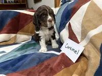 Caramel, a female English Springer Spaniel for sale in Wasilla, AK – 6 of 9