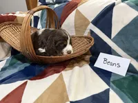 Beans , a male English Springer Spaniel for sale in Wasilla, AK – 4 of 8