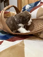 Hiccup, a male English Springer Spaniel for sale in Wasilla, AK – 5 of 9