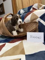 Hiccup, a male English Springer Spaniel for sale in Wasilla, AK – 2 of 9