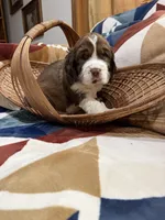 Hiccup, a male English Springer Spaniel for sale in Wasilla, AK – 4 of 9