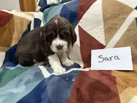 Sara, a female English Springer Spaniel for sale in Wasilla, AK – 4 of 9