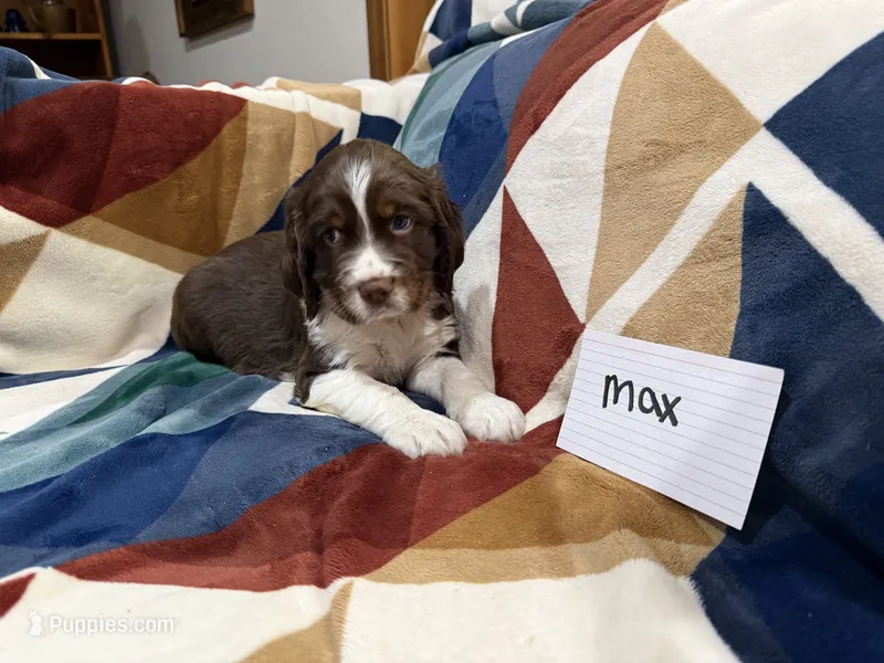 Max  – English Springer Spaniel puppy for sale in Wasilla, AK