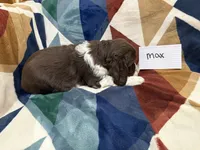 Max , a male English Springer Spaniel for sale in Wasilla, AK – 7 of 8