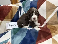 Beans , a male English Springer Spaniel for sale in Wasilla, AK – 8 of 8
