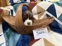 Sara, a female English Springer Spaniel for sale in Wasilla, AK – 6 of 9